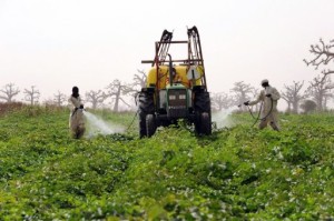 Angola Pour une relance du secteur agricole