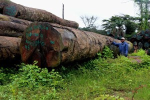 Libéria sanctions dans le secteur forestier