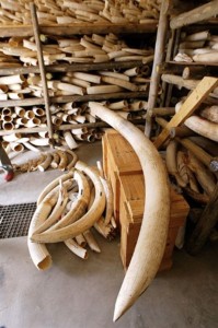 Tanzanie la question d’ivoires