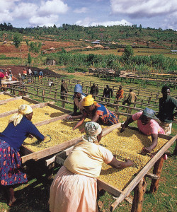 kenya-agriculture