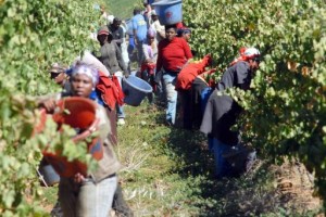 Afrique du Sud des sanctions contre les exploitants agricoles récalcitrants