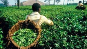 Congo RDC Regain d’intérêt pour le secteur agricole