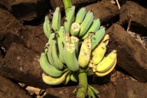 Afrique de l’Est la maladie du bananier un fléau qui sévit