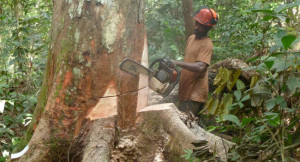 gabon-chine-amenagement-forestier