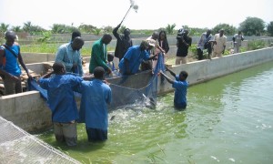 Mali-Pisciculture-Projet