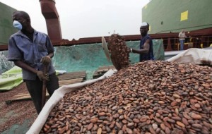 cacao-ivoirien