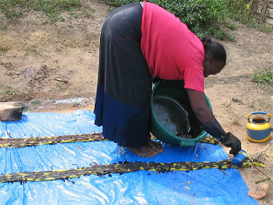 guinee-teinture