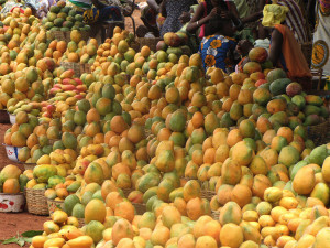 mangue-export