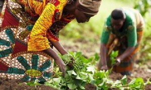 agriculture_cameroun